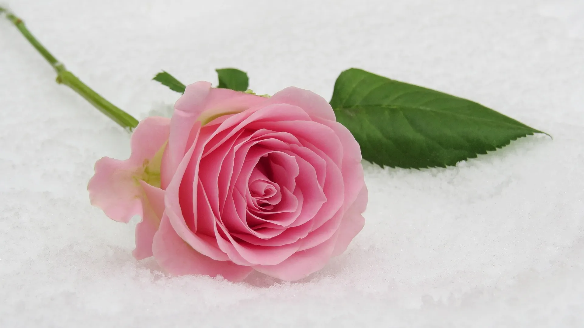 Zarte rosa Rose in Nahaufnahme – florales Detail für die Hochzeit